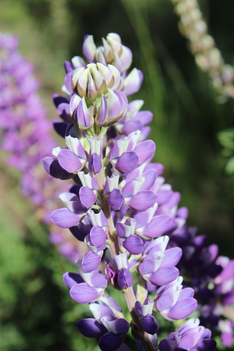 Lupinus stipulatus photo 6