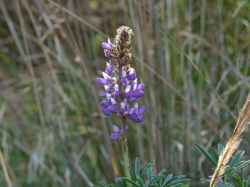 Lupinus stipulatus photo 7