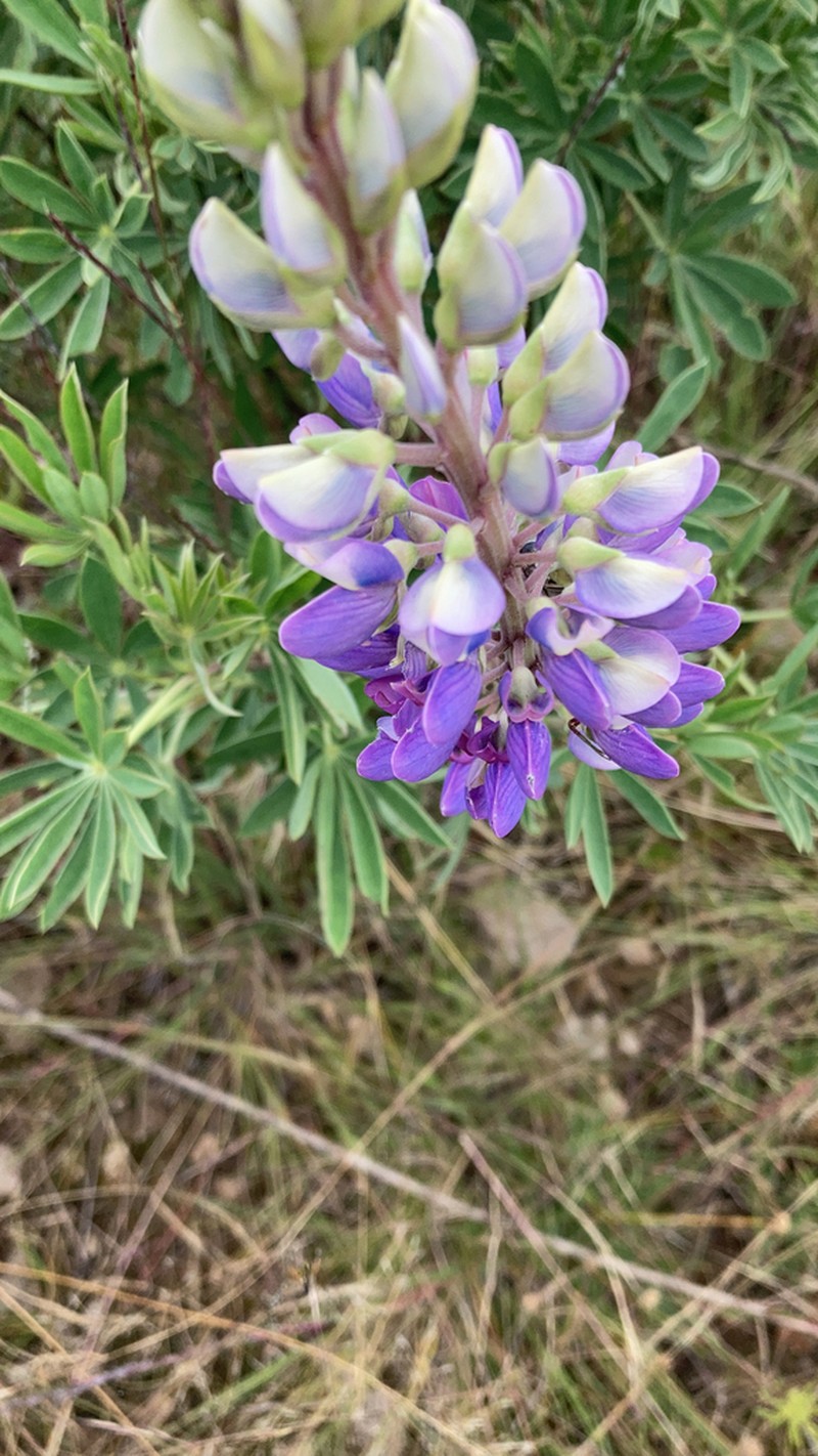 Lupinus stipulatus photo 8