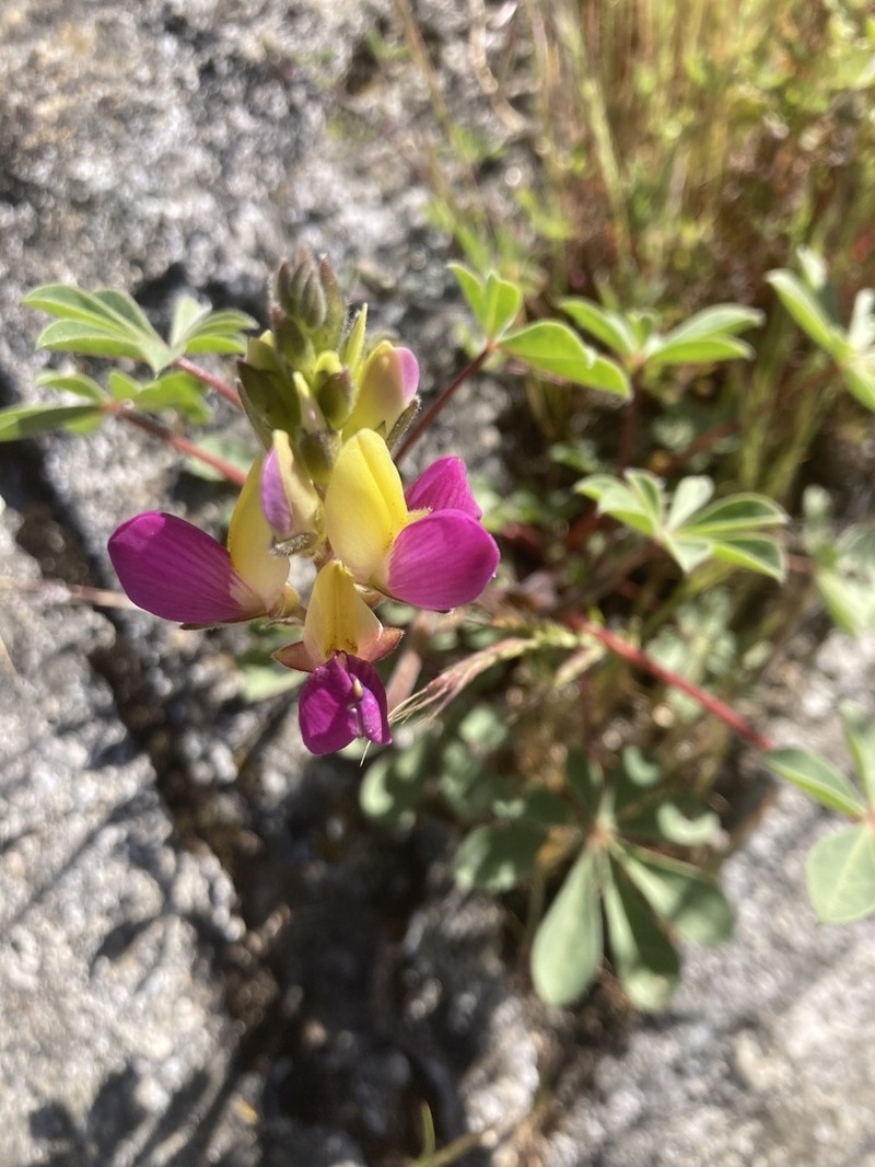 Harlequin Annual Lupine photo 2