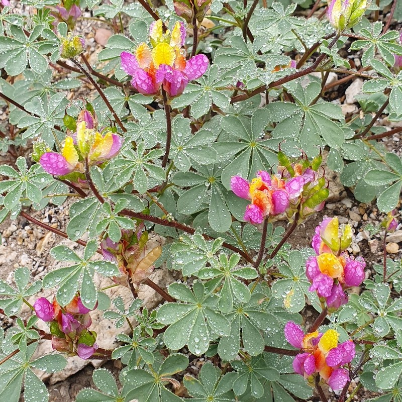 Harlequin Annual Lupine photo 3