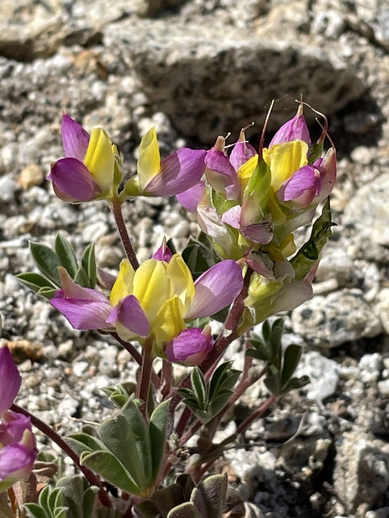 Harlequin Annual Lupine photo 4