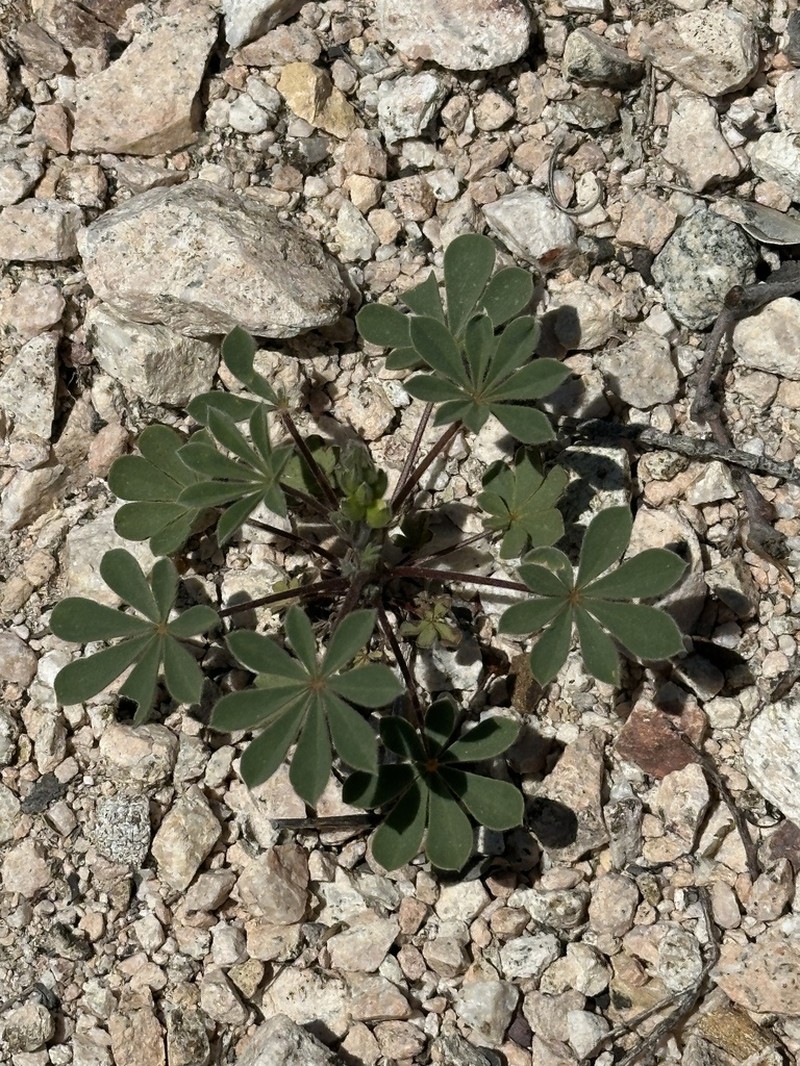 Harlequin Annual Lupine photo 5