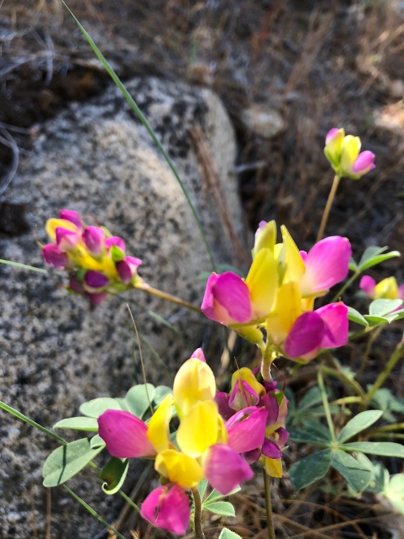 Harlequin Annual Lupine photo 6