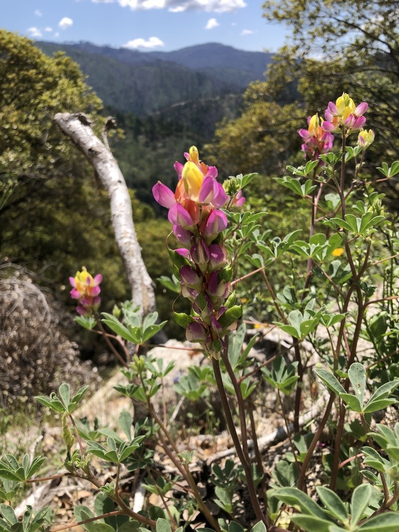 Harlequin Annual Lupine photo 7