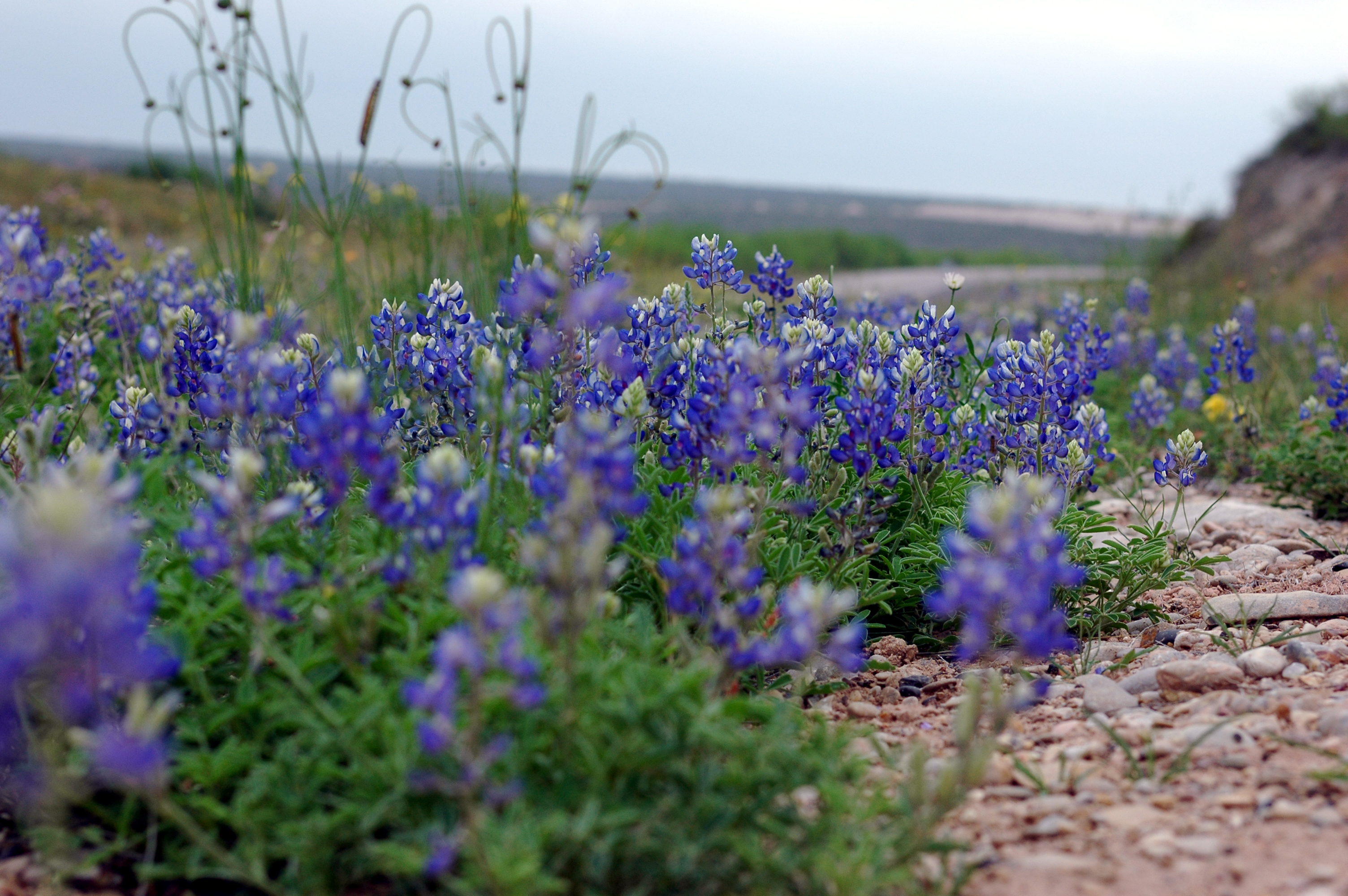 Texas Bluebonnet