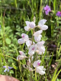 Texas Bluebonnet