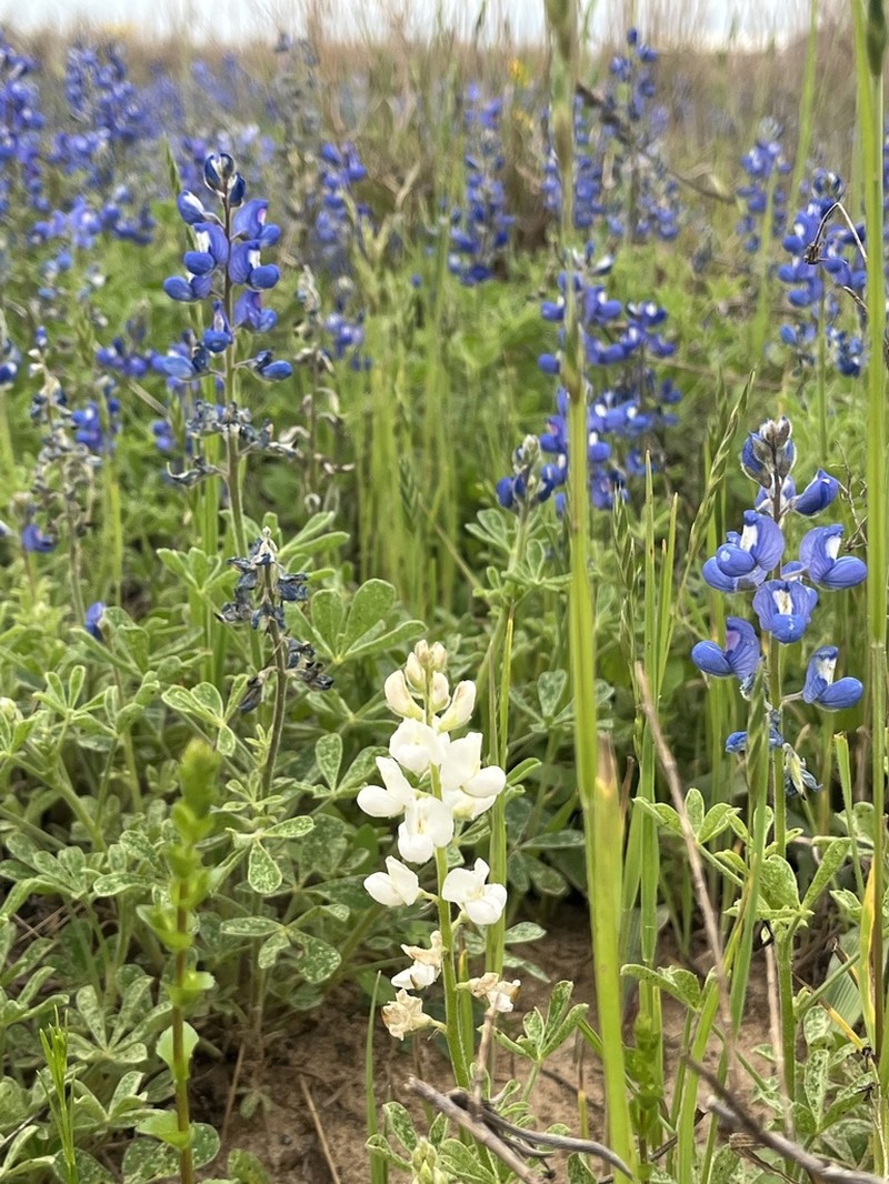 Texas Bluebonnet photo 2