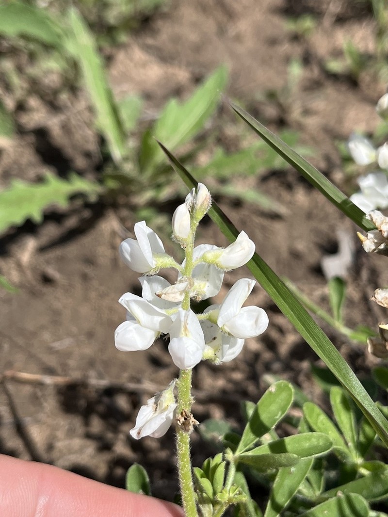 Texas Bluebonnet photo 3