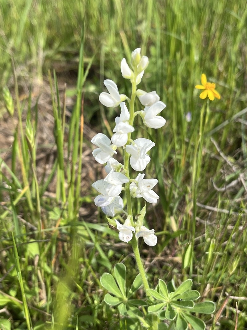 Texas Bluebonnet photo 4