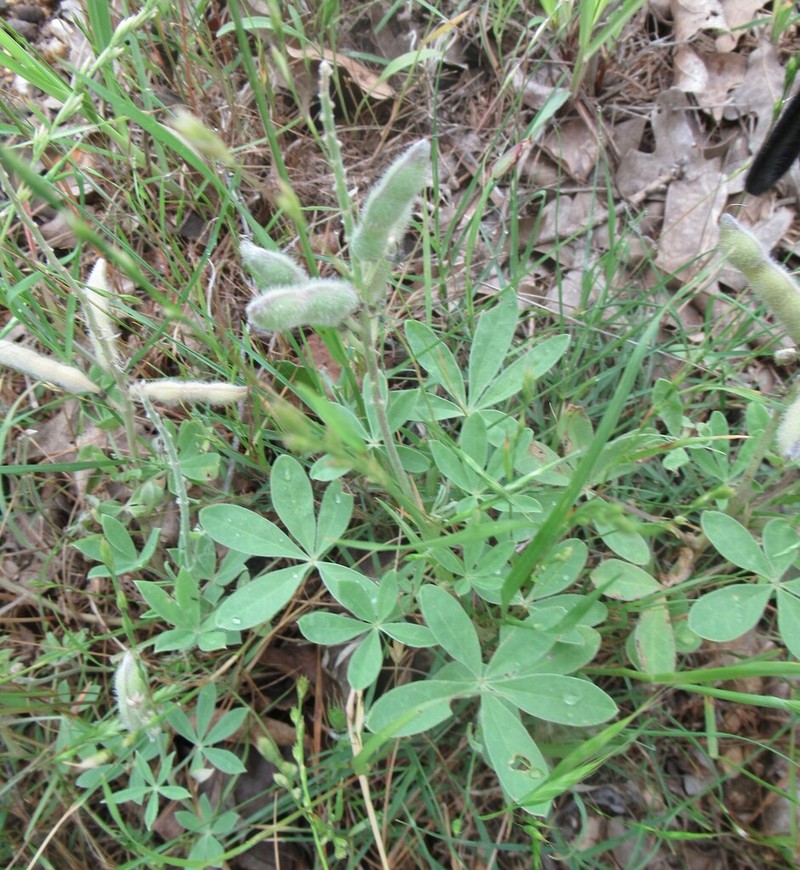 Texas Bluebonnet photo 5