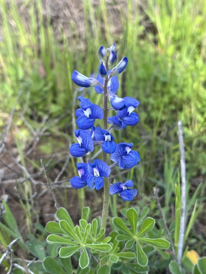 Texas Bluebonnet photo 6