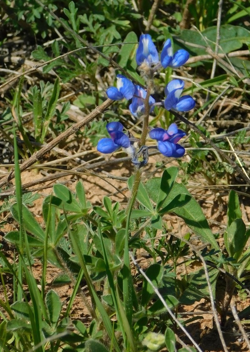 Texas Bluebonnet photo 7