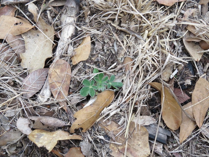 Texas Bluebonnet photo 8