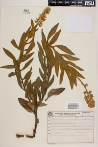 Lupinus subsessilis
