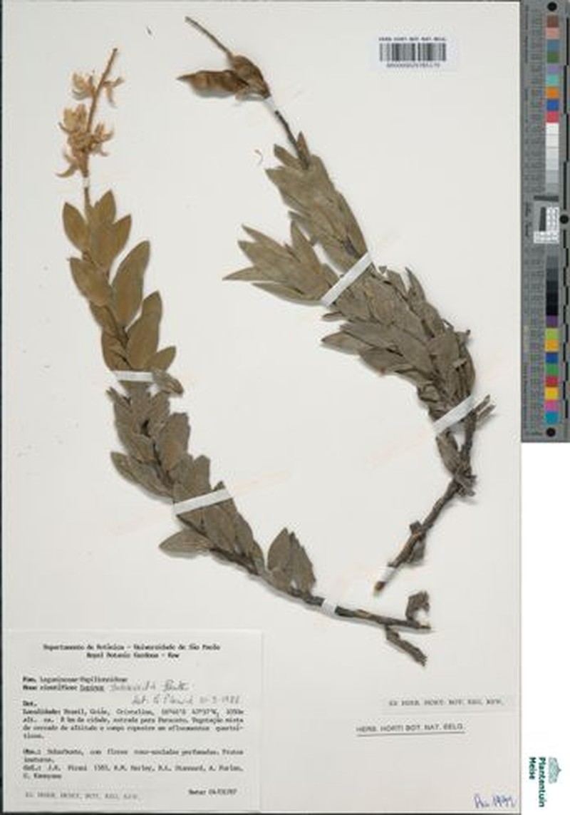 Lupinus subsessilis photo 2
