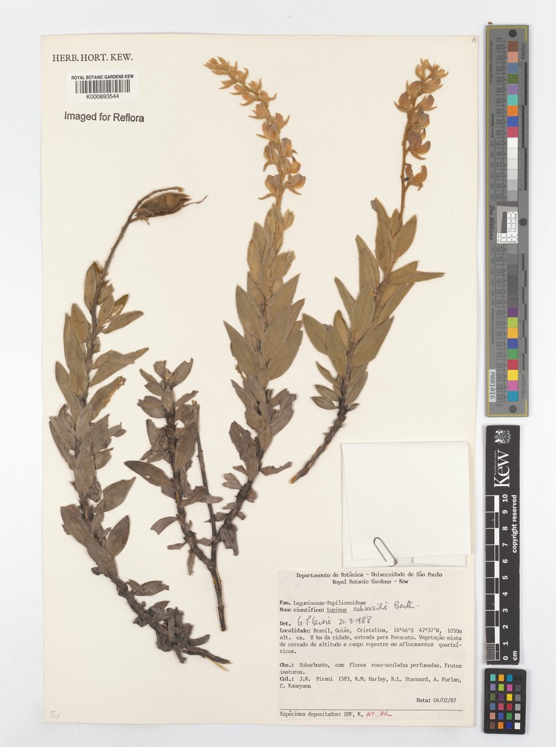 Lupinus subsessilis photo 3