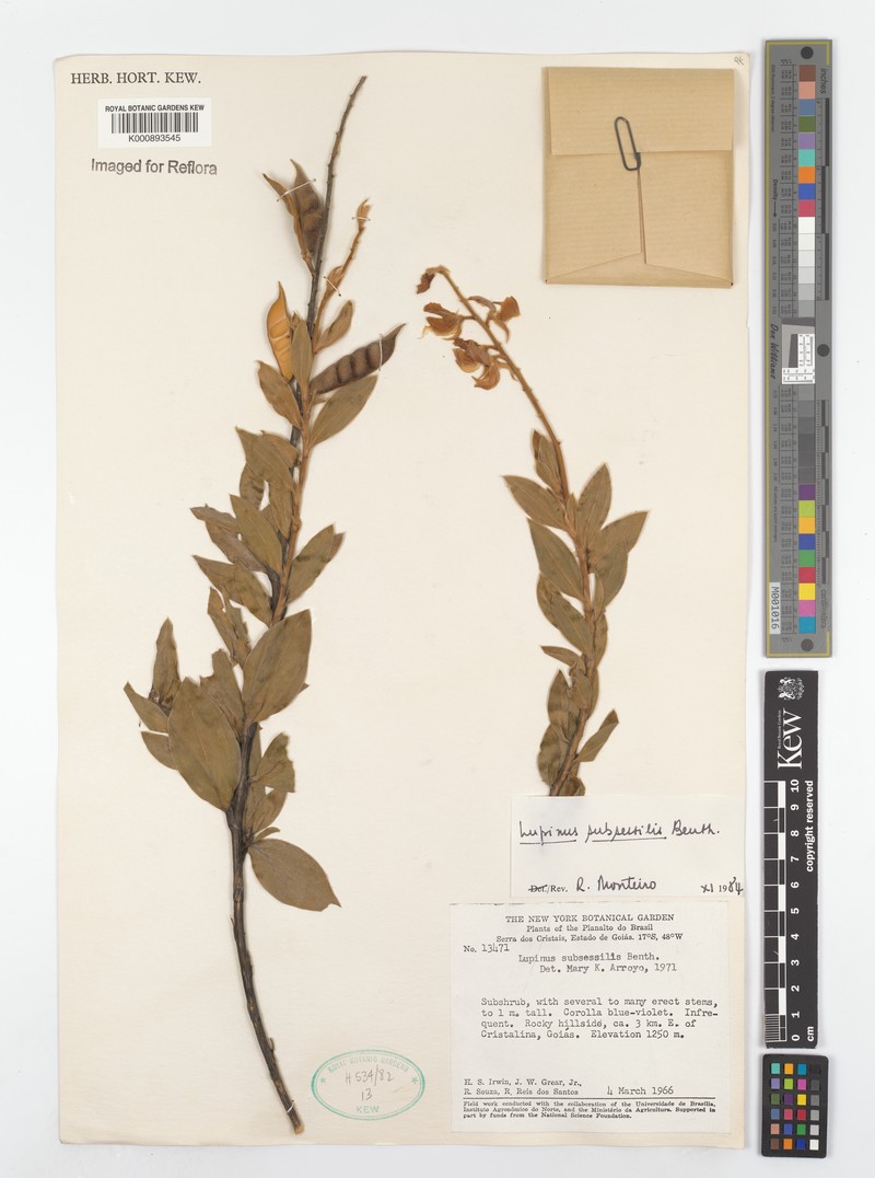 Lupinus subsessilis photo 4