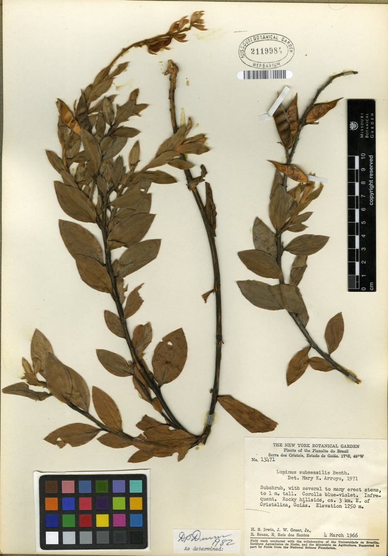 Lupinus subsessilis photo 5