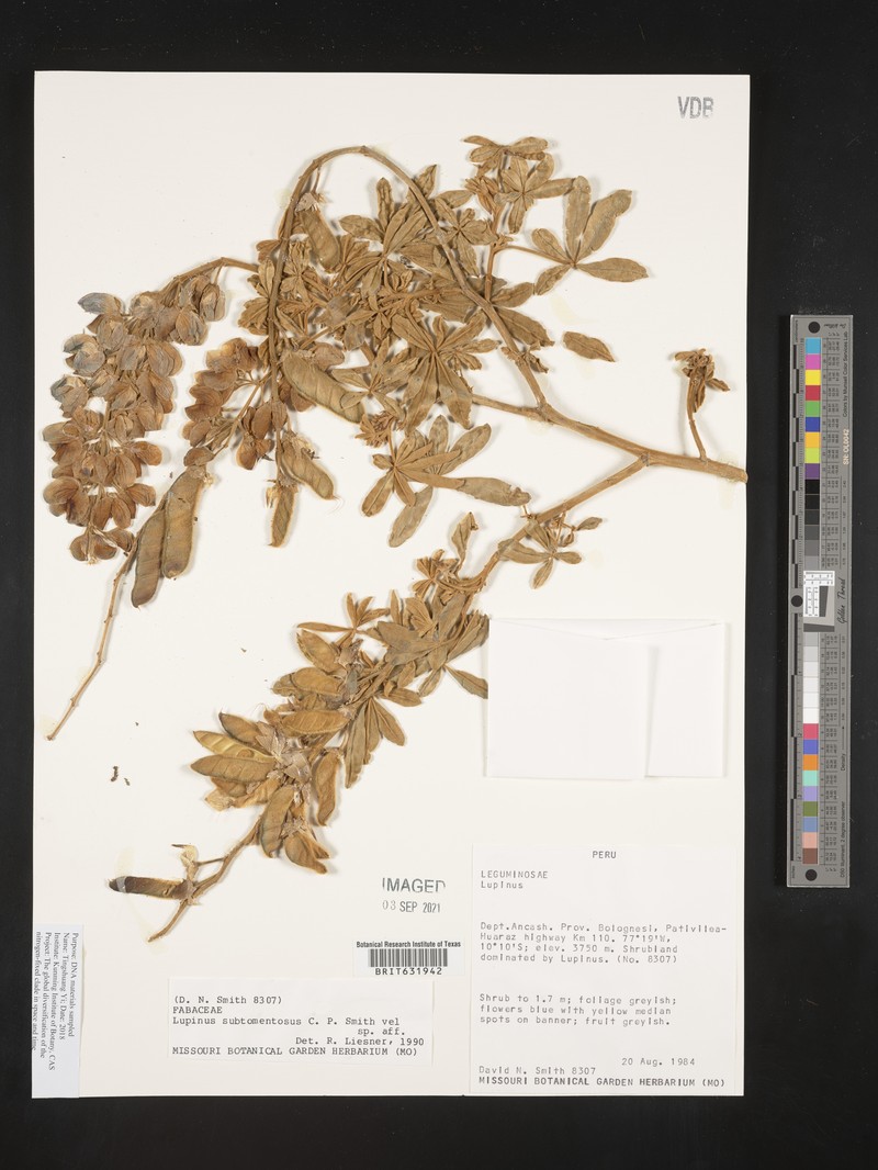 Lupinus subtomentosus photo 2