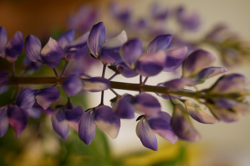 Hollowleaf Annual Lupine photo 2
