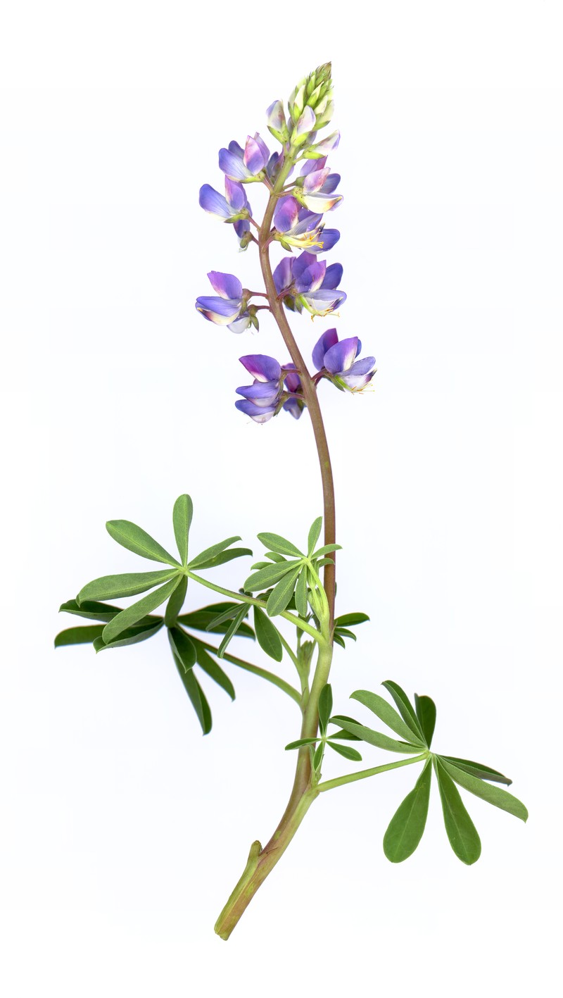 Hollowleaf Annual Lupine photo 3