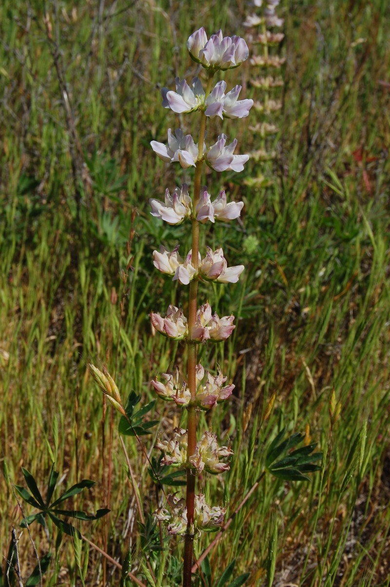 Hollowleaf Annual Lupine photo 4