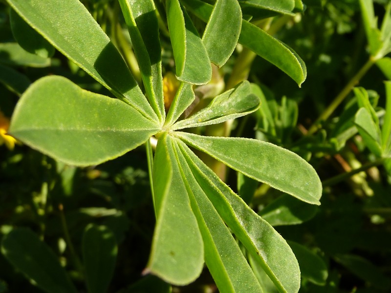 Hollowleaf Annual Lupine photo 5