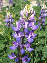 Hollowleaf Annual Lupine