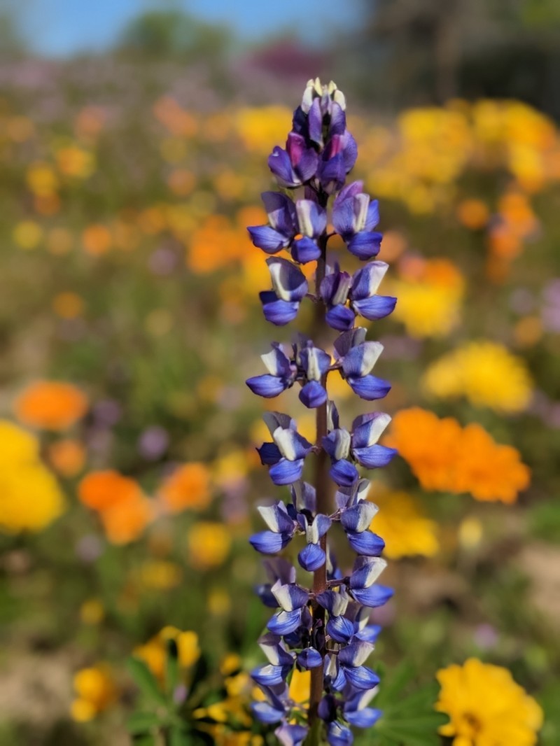 Hollowleaf Annual Lupine photo 4