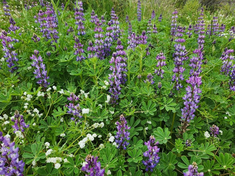 Hollowleaf Annual Lupine photo 5