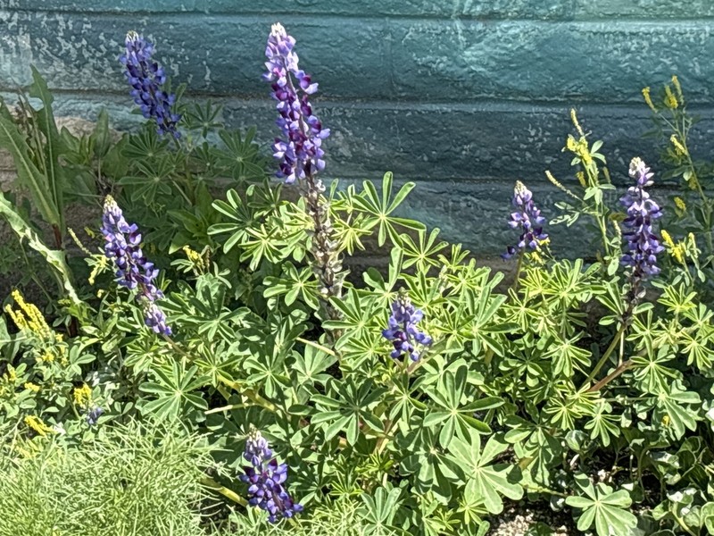 Hollowleaf Annual Lupine photo 6