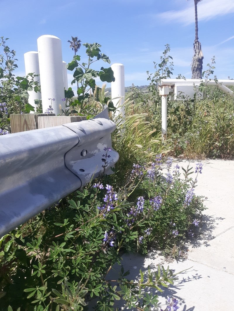 Hollowleaf Annual Lupine photo 7