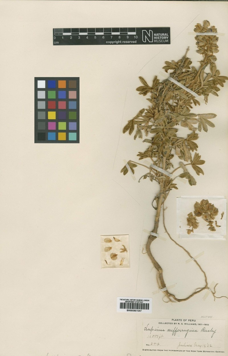 Lupinus sufferrugineus