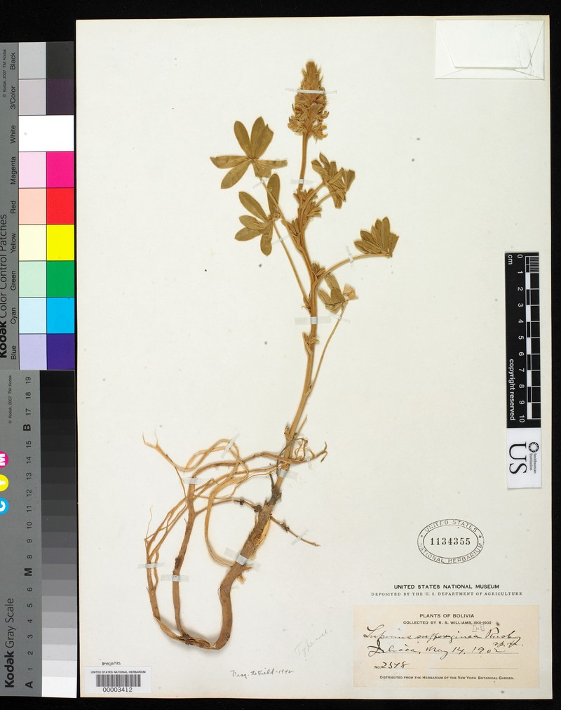 Lupinus sufferrugineus photo 2