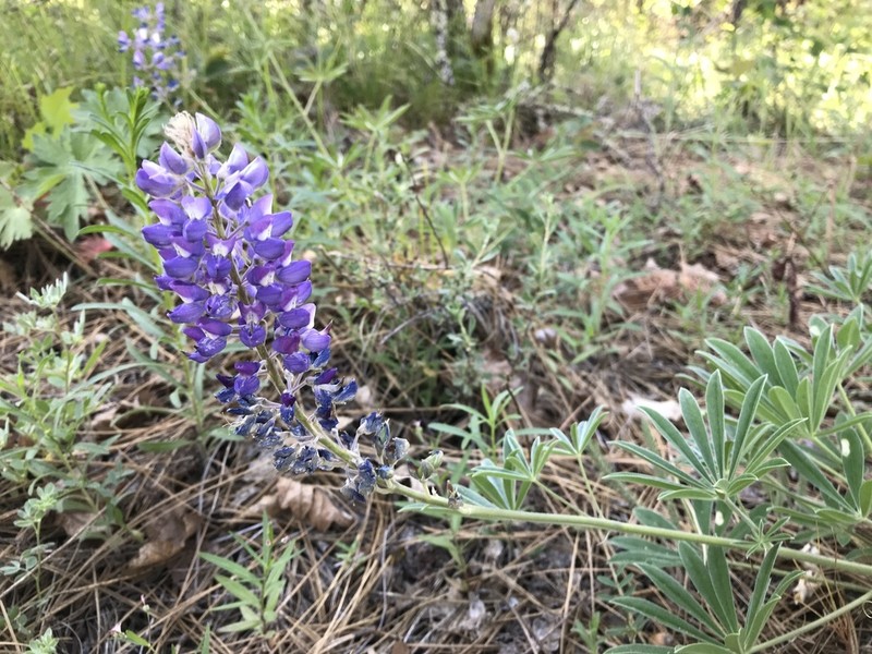 Suksdorf's Lupine photo 4