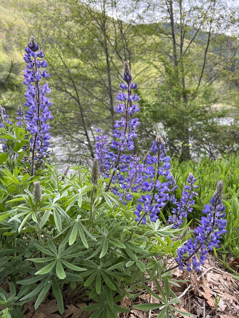 Suksdorf's Lupine