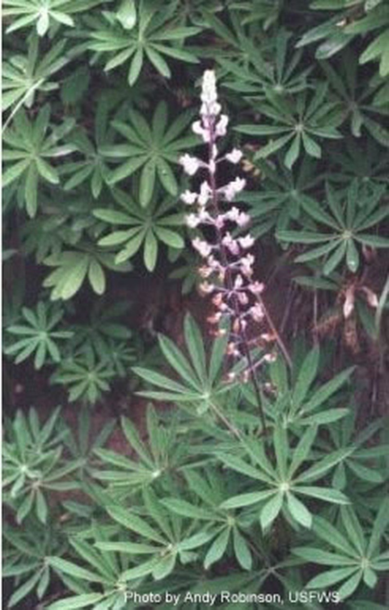Sulphur Lupine photo 2