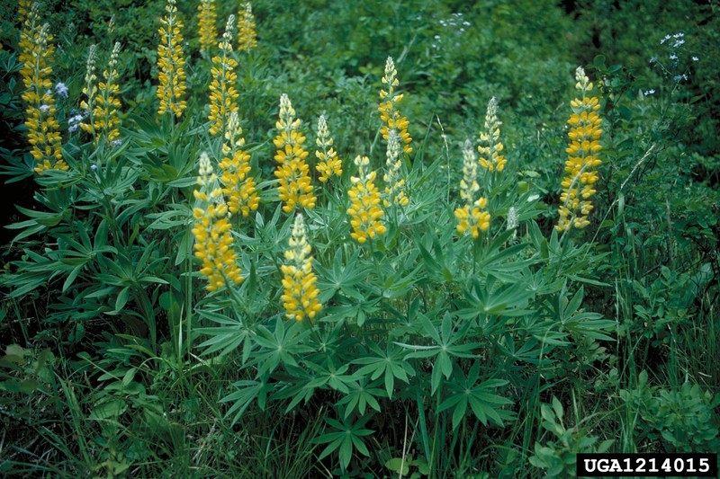 Sulphur Lupine photo 3