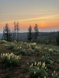 Sulphur Lupine