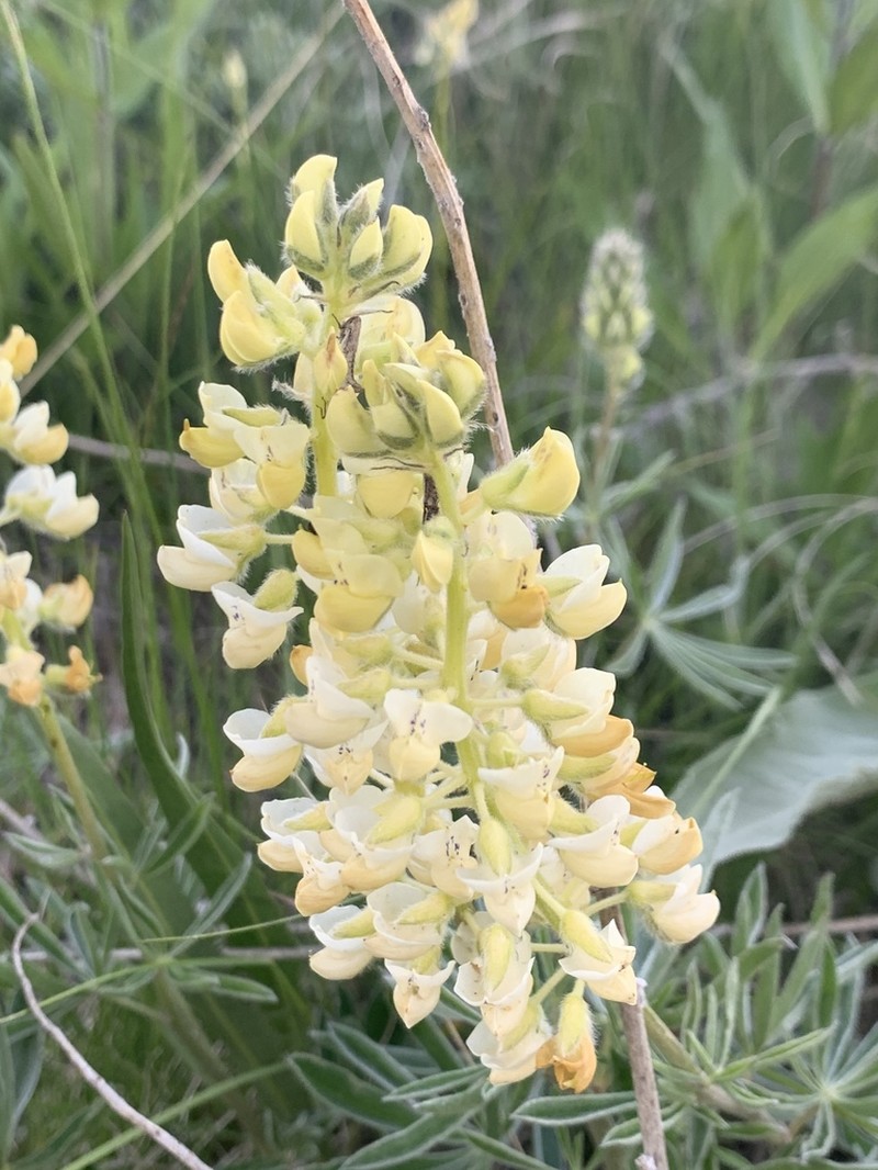 Sulphur Lupine photo 2