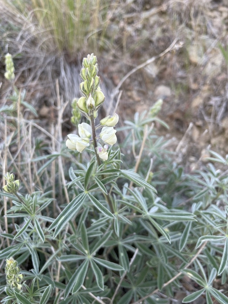 Sulphur Lupine photo 3