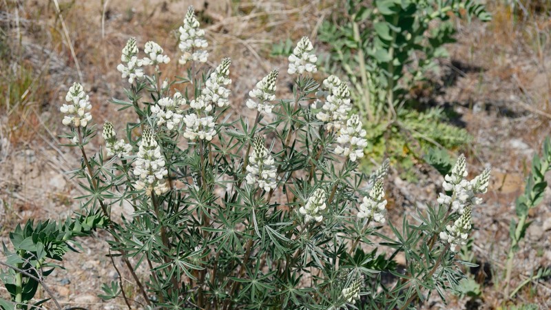 Sulphur Lupine photo 4