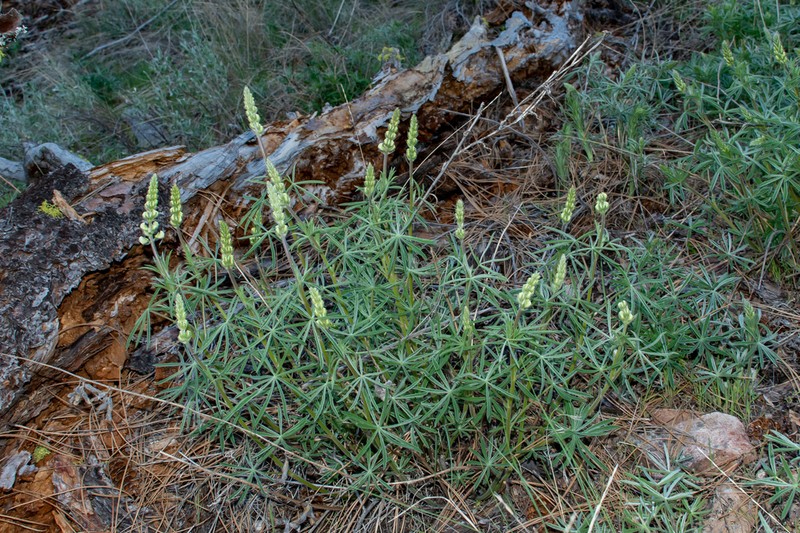 Sulphur Lupine photo 5