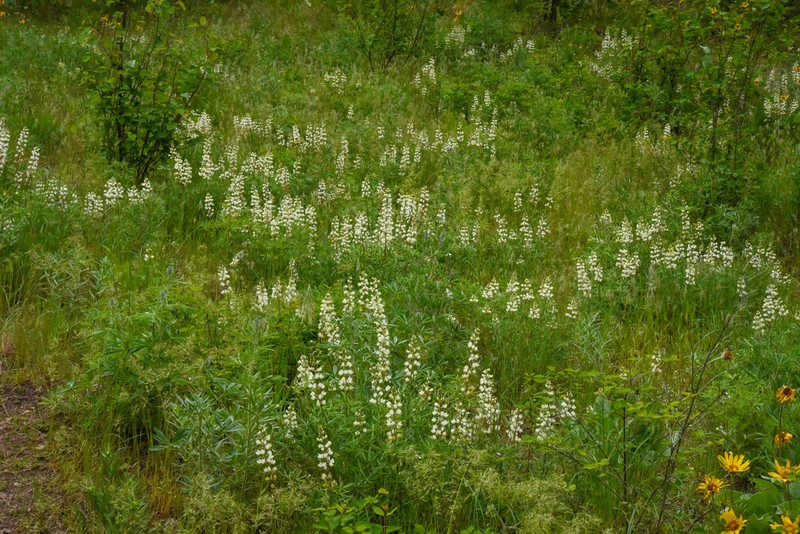 Sulphur Lupine photo 6