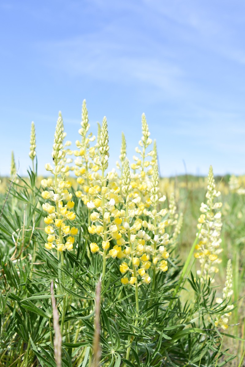 Sulphur Lupine photo 7