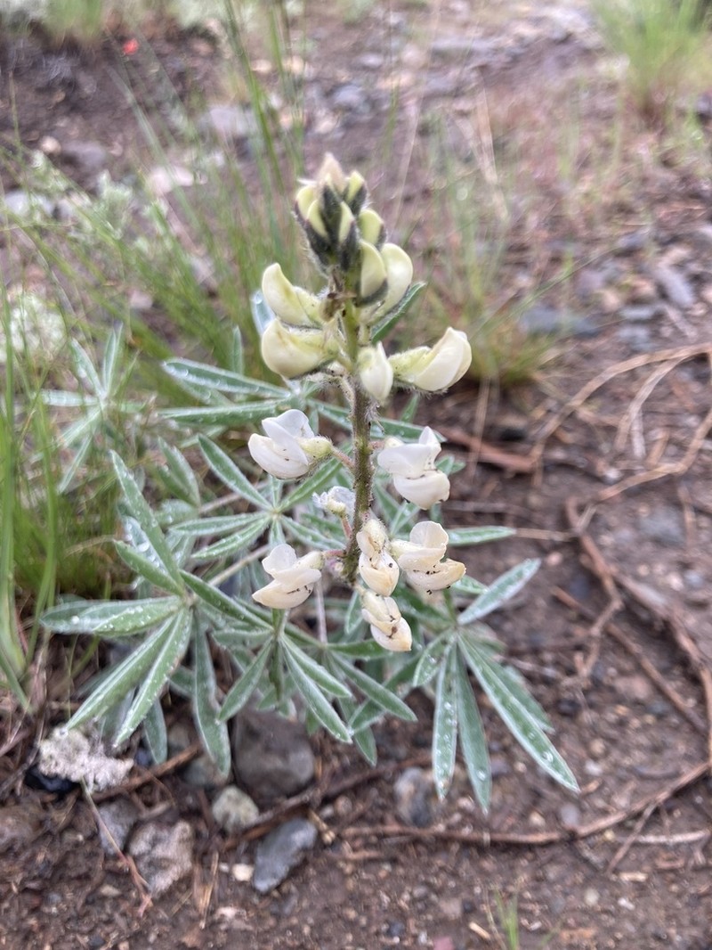 Sulphur Lupine photo 8