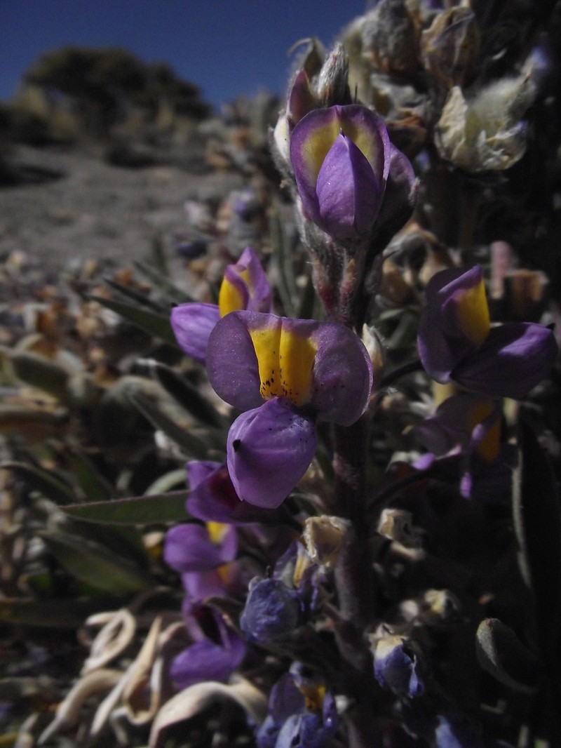 Lupinus tarapacensis