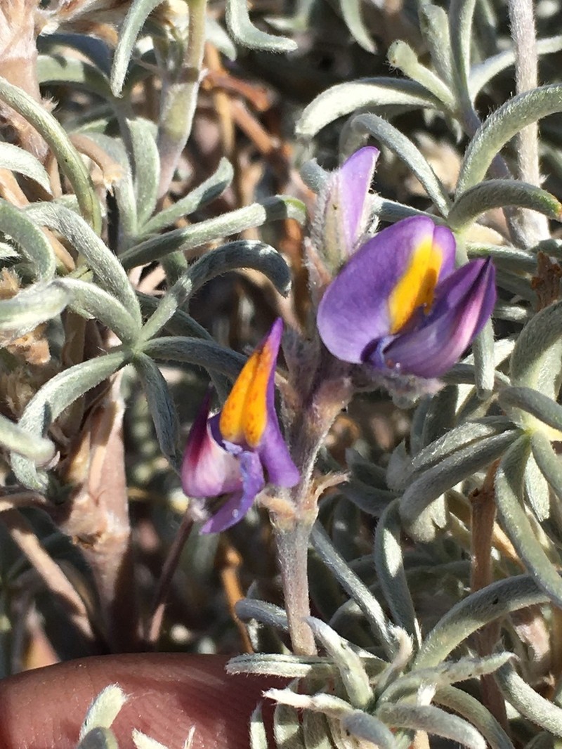 Lupinus tarapacensis photo 2