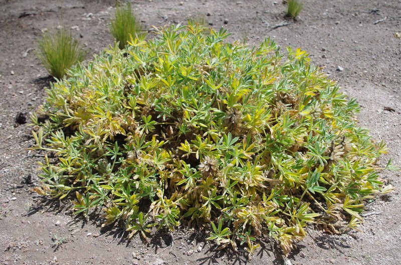 Lupinus tarapacensis photo 3